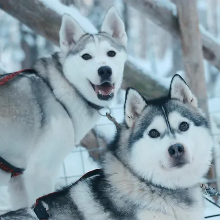 Metsaehirvas Rovaniemi