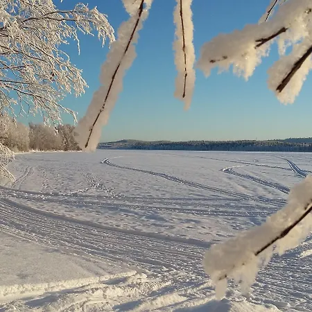 Metsaehirvas Rovaniemi