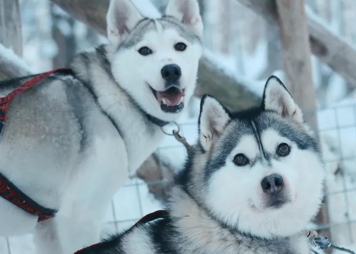 Metsaehirvas Rovaniemi