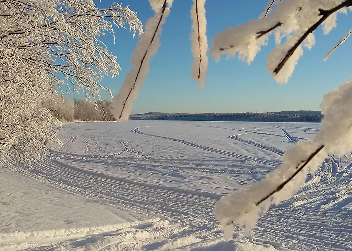 Metsaehirvas Rovaniemi