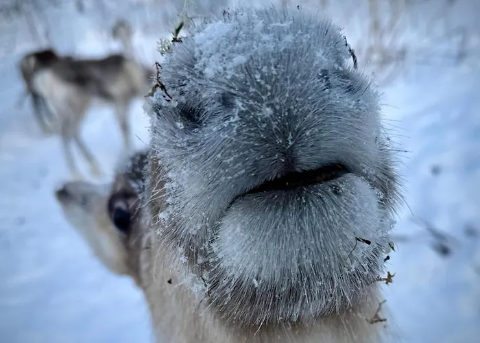 Metsaehirvas 3* Rovaniemi
